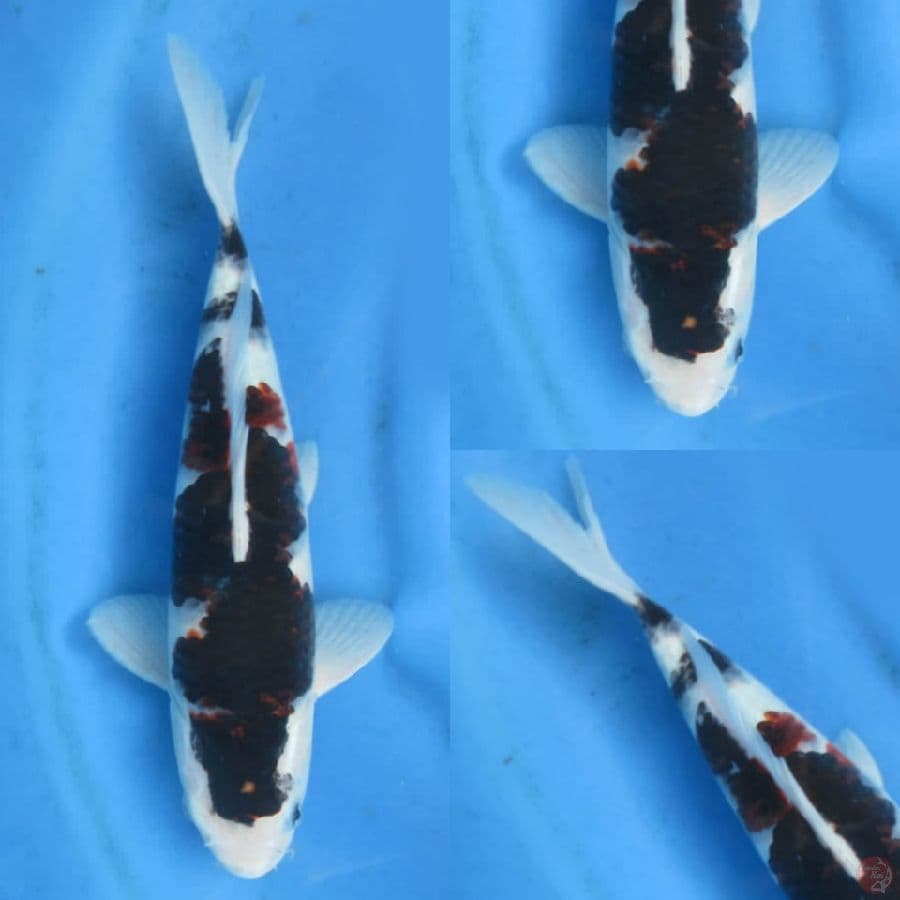 37cm, Budo Koromo