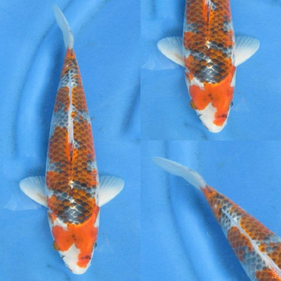 33cm, Goshiki