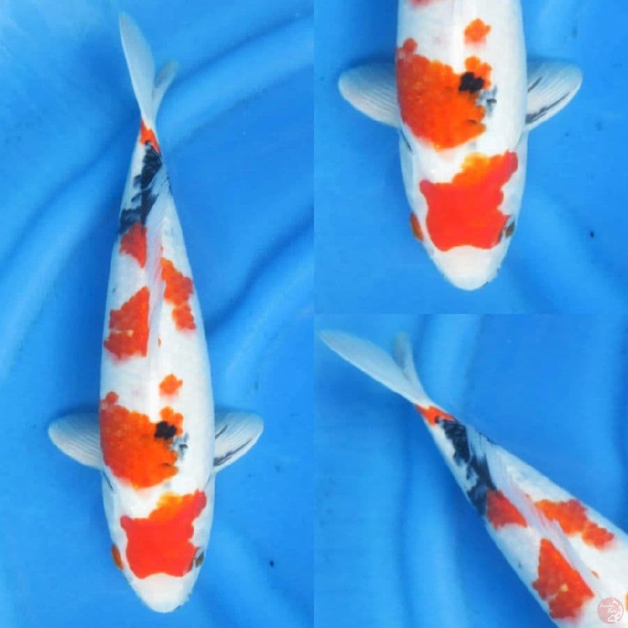 35cm, Kindai Showa Tategoi 