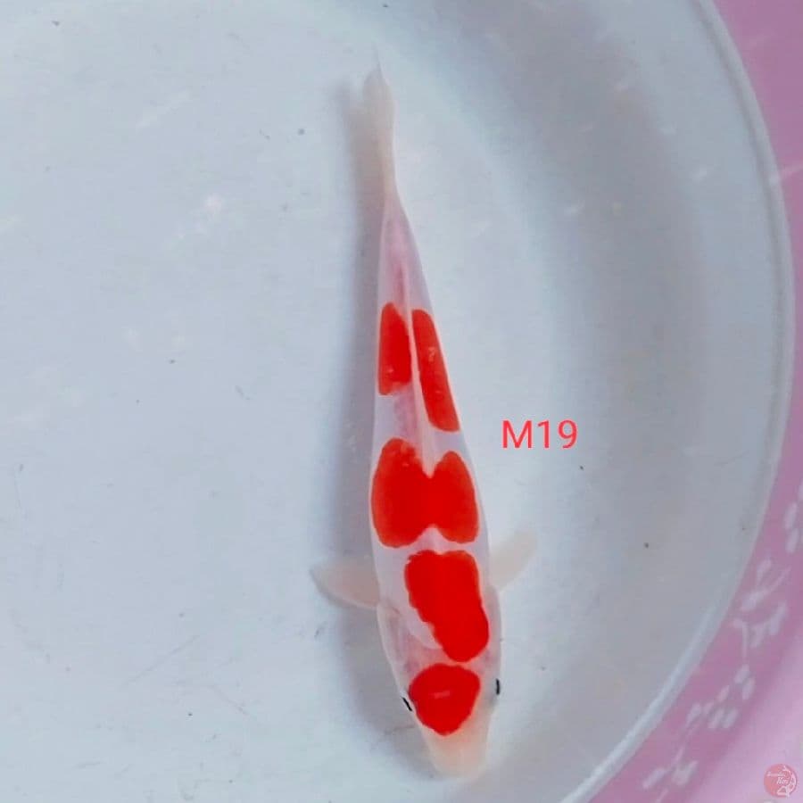 doitsu jantan 19cm