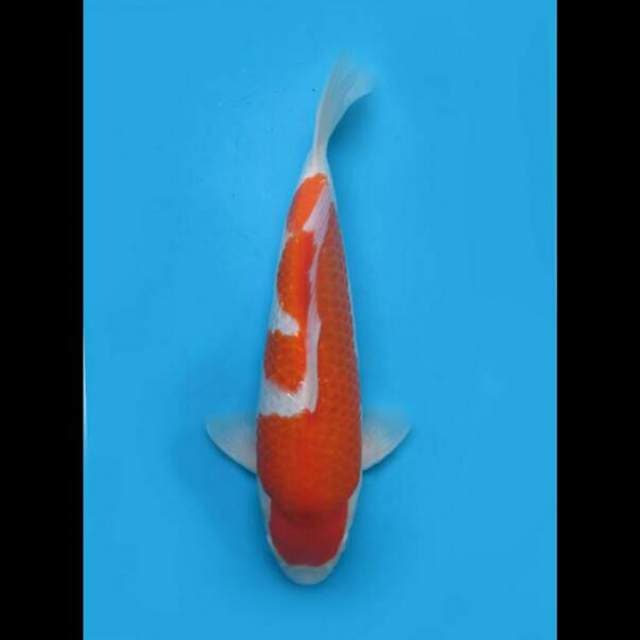 42cm Female - F1 Kohaku Ginrin Bulky 