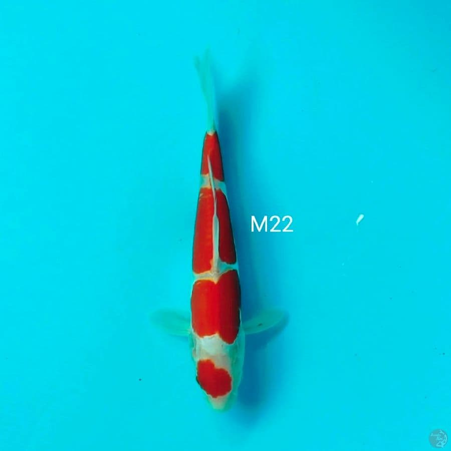 doitsu jantan 22cm