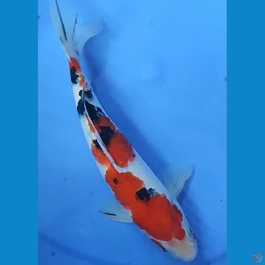 Sanke 24 cm Male