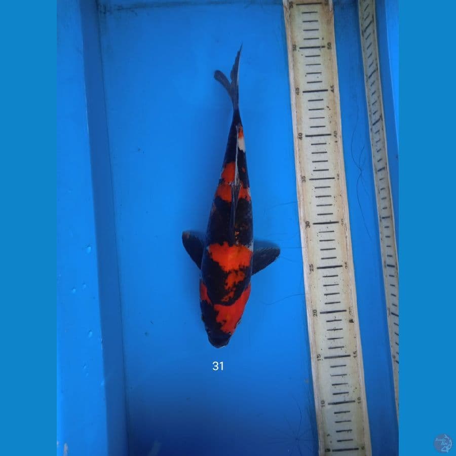 showa 31cm