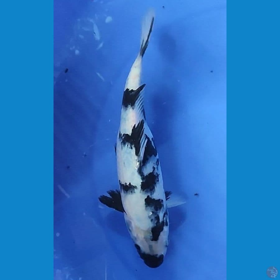 SHIRO 24.5 Cm FEMALE