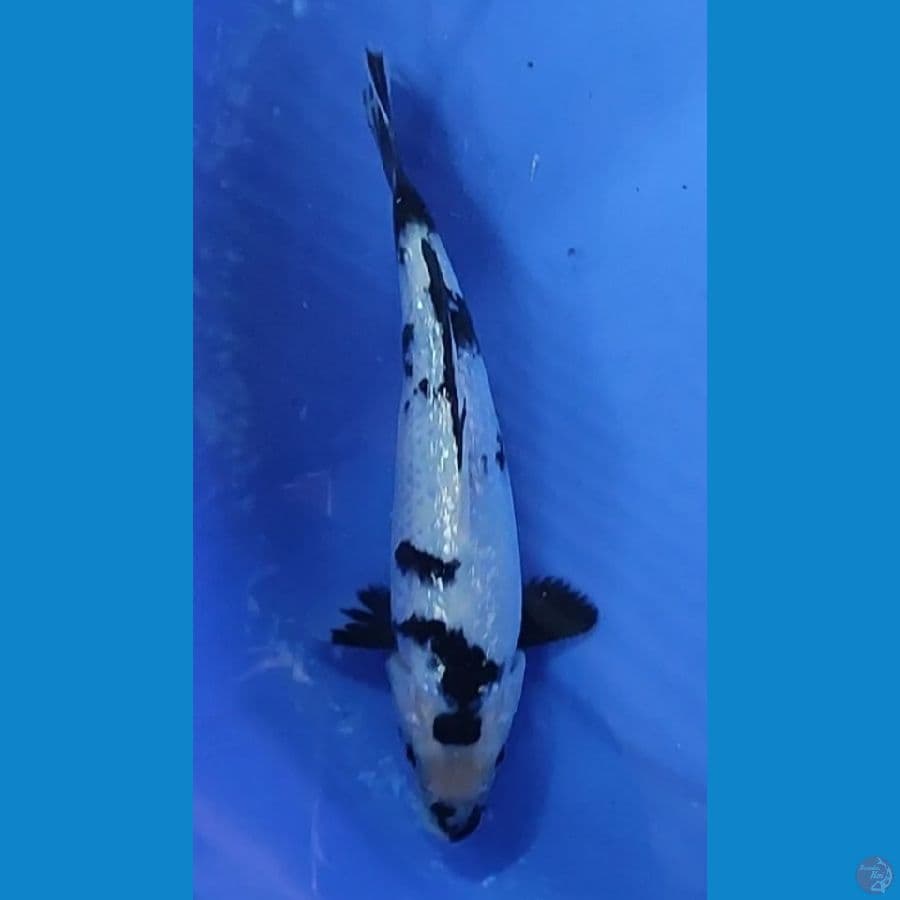 SHIRO FULL GINDRIN BAKAT JUMBO 21.5 CM MALE