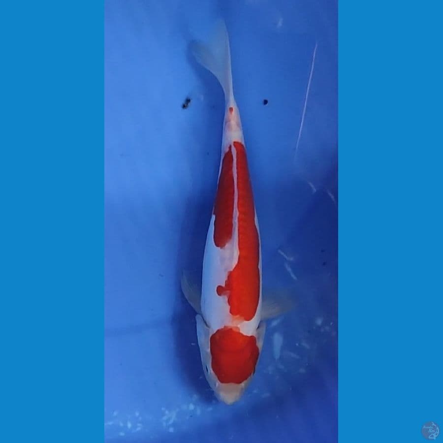 MARUTEN KOHAKU DOITSU MURNI 21.5 CM MALE