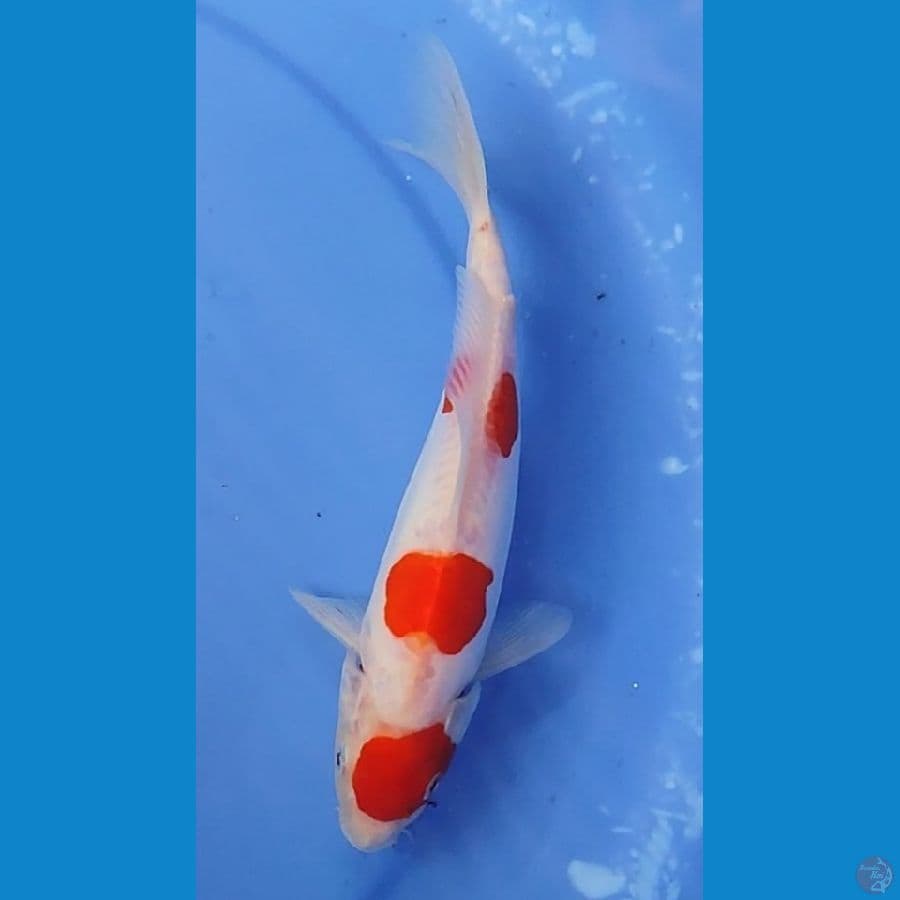 KOHAKU DOITSU 3 STEP 21 CM Male