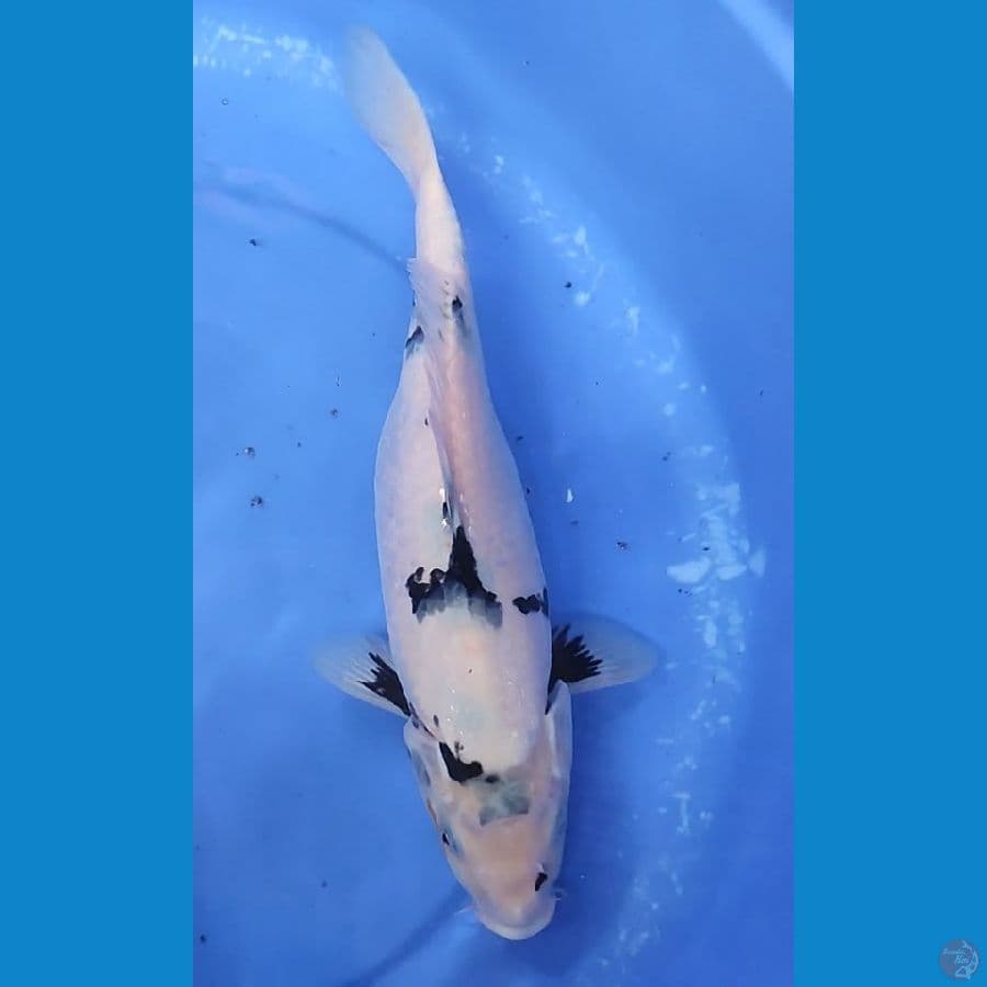 SHIRO 28 CM FEMALE