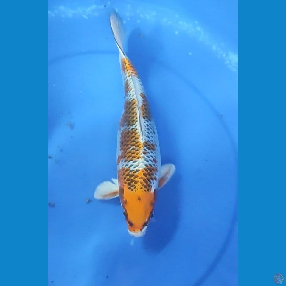 KUJAKU Good Fukurin 27 cm Female