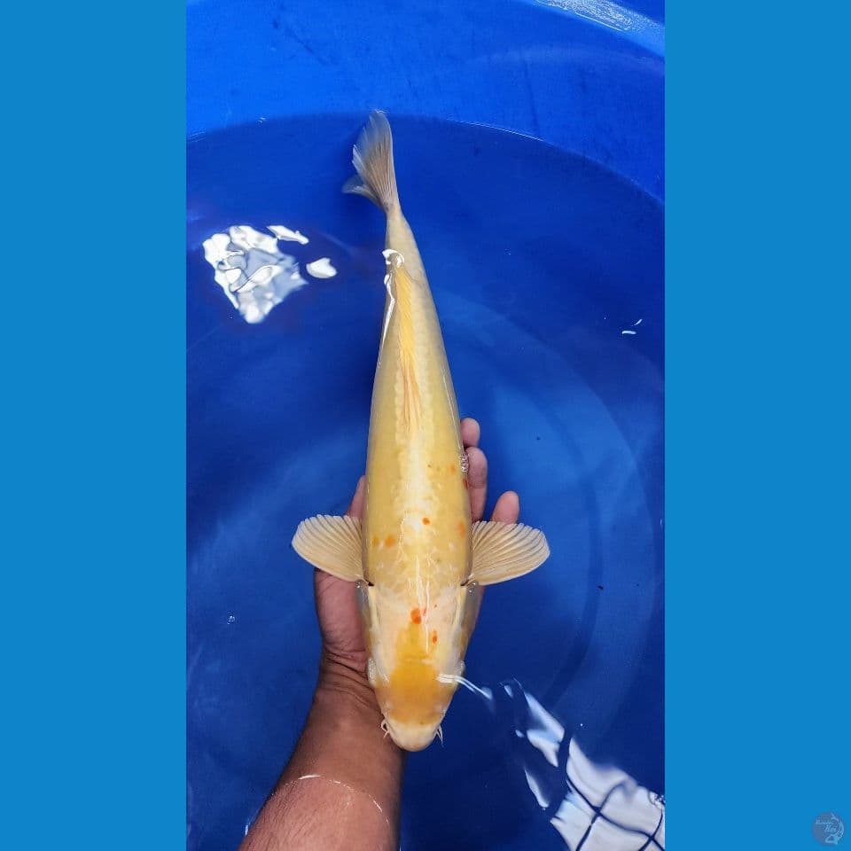 40cm silverfox male