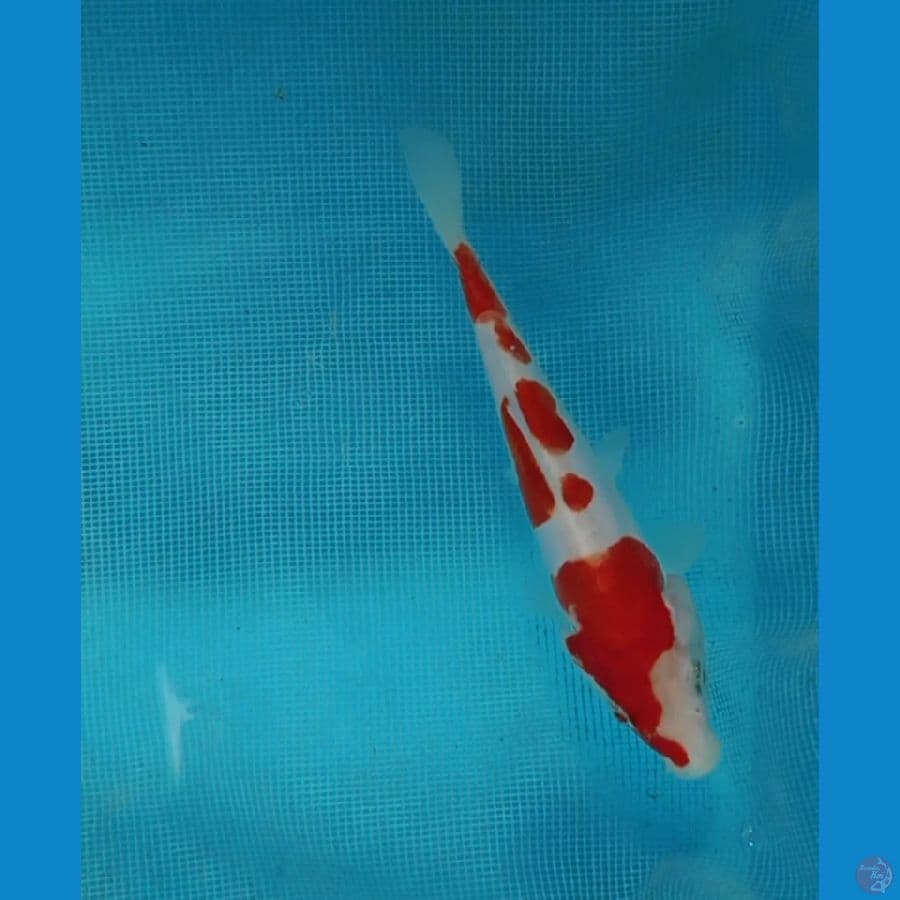 kuhaku doitsu 13 cm