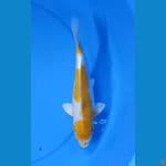 Hariwake 32cm