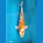 Hariwake 40cm