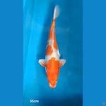 Hariwake 35cm