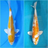 Hariwake 32cm-40cm