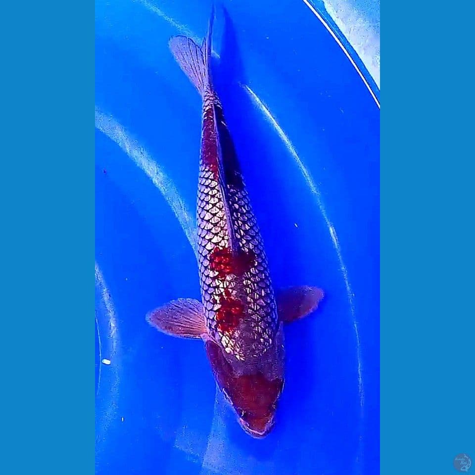 30 cm ochiba ginrin