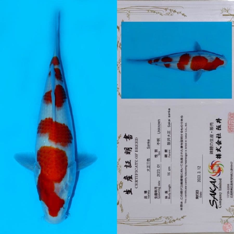 SAKAI GONDAN KOHAKU HQ 28CM