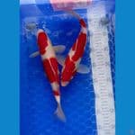 kohaku