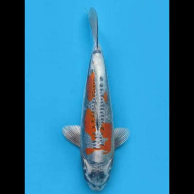 35cm Male - F1 Beni Kinkikoryu SQ