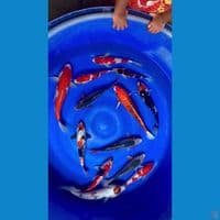 Mix 26-40cm 13ekor