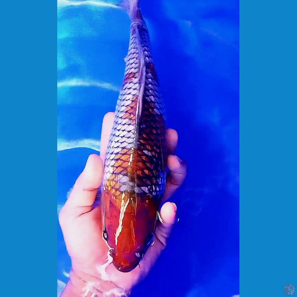 33 cm ochiba sigure