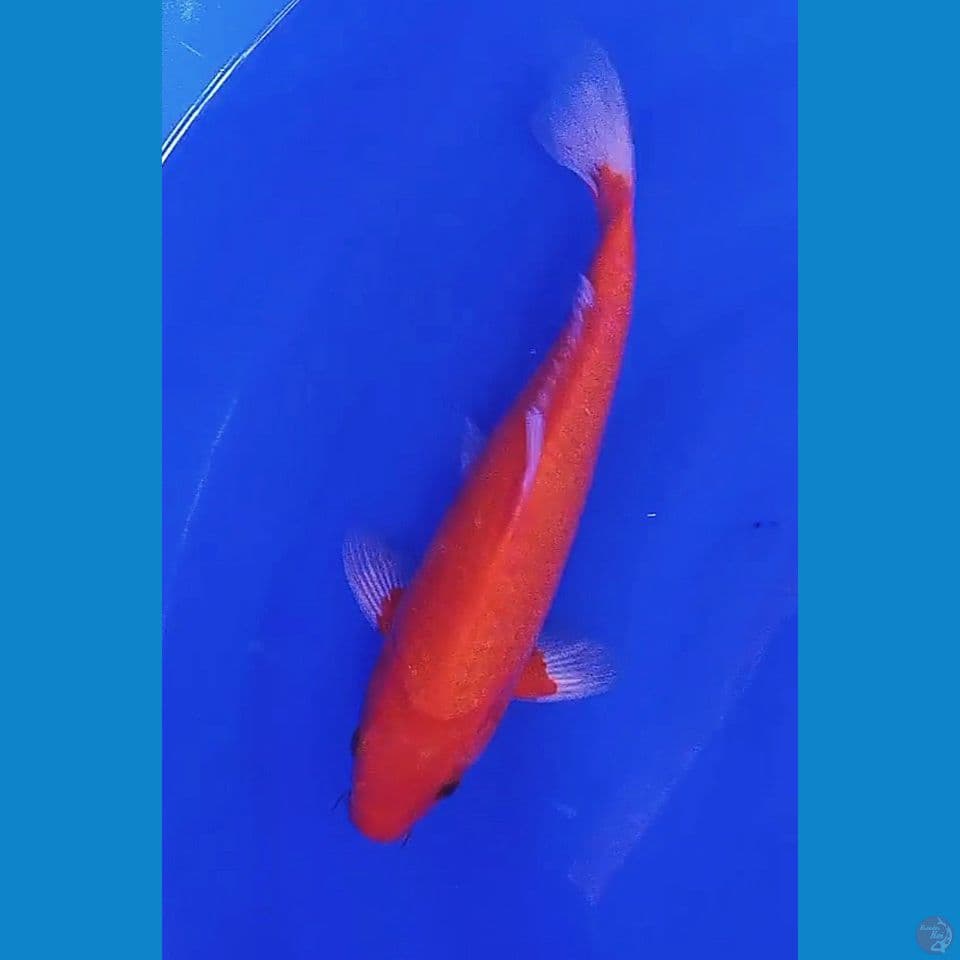 28cm akahajiro mulus