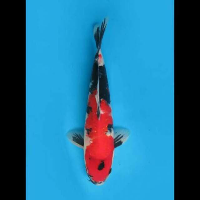 32cm Male - F1 Showa Isa