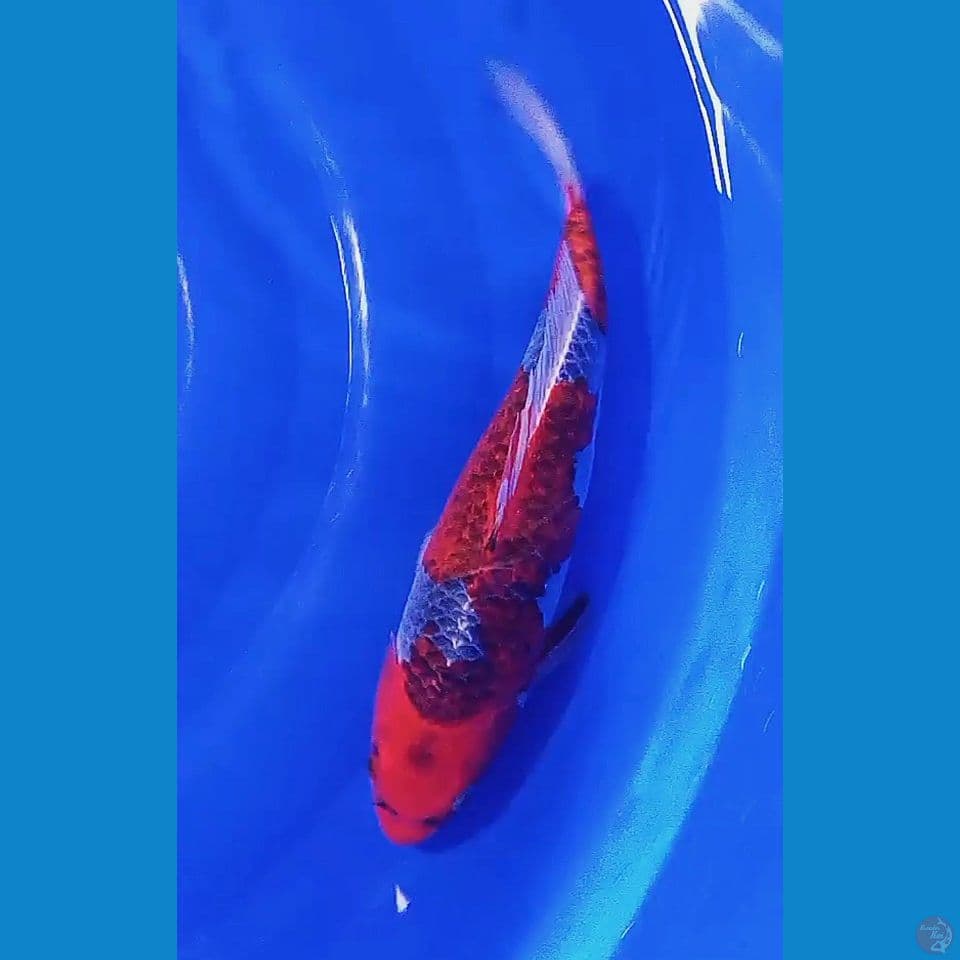 32 cm red strong goshiki