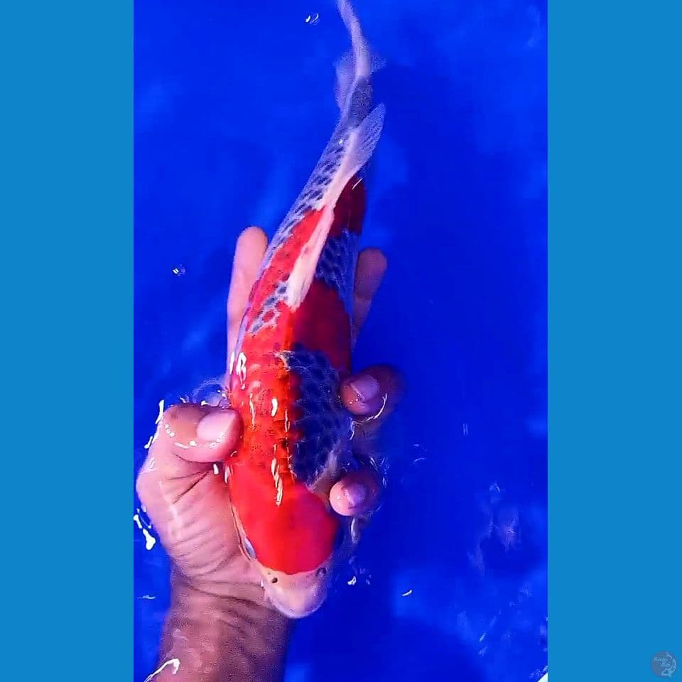 31 cm goshiki racing 