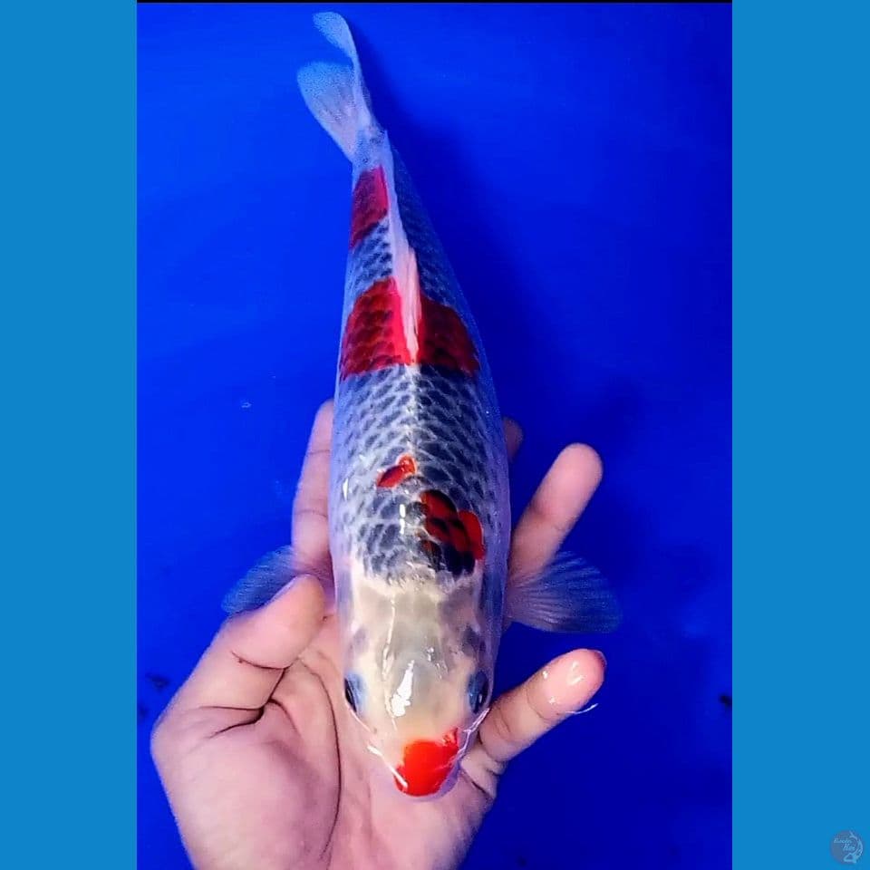 32 cm kuchibeni goshiki