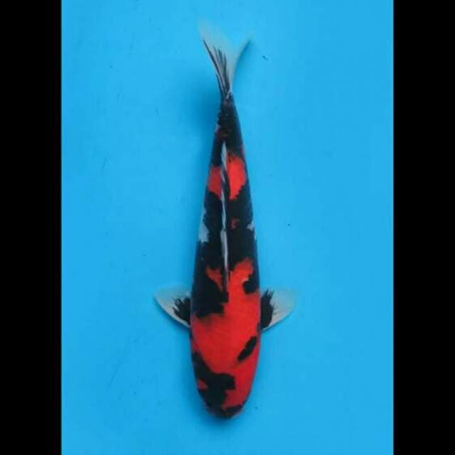 34cm Male - F1 Showa Isa Strong 