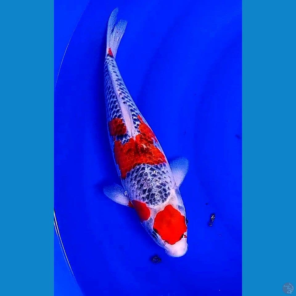 34 cm maruten goshiki strong