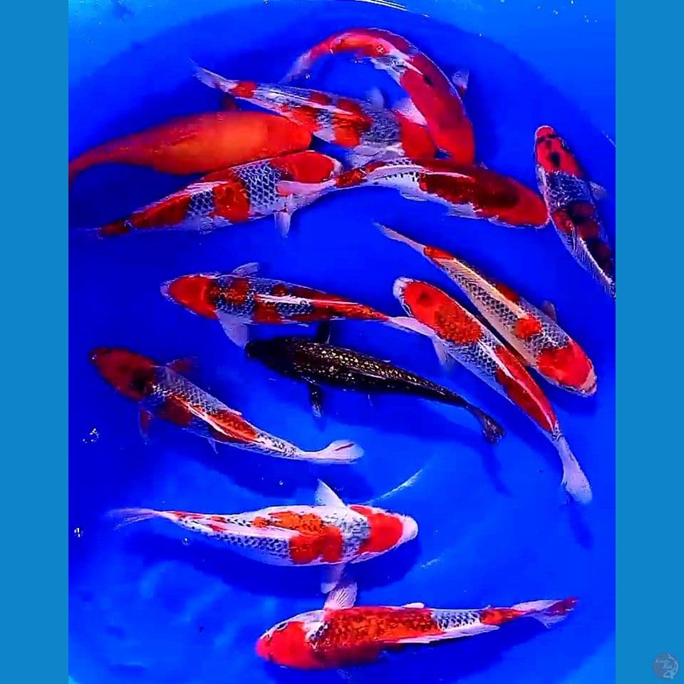 13 ek 27-30 cm mix goshiki