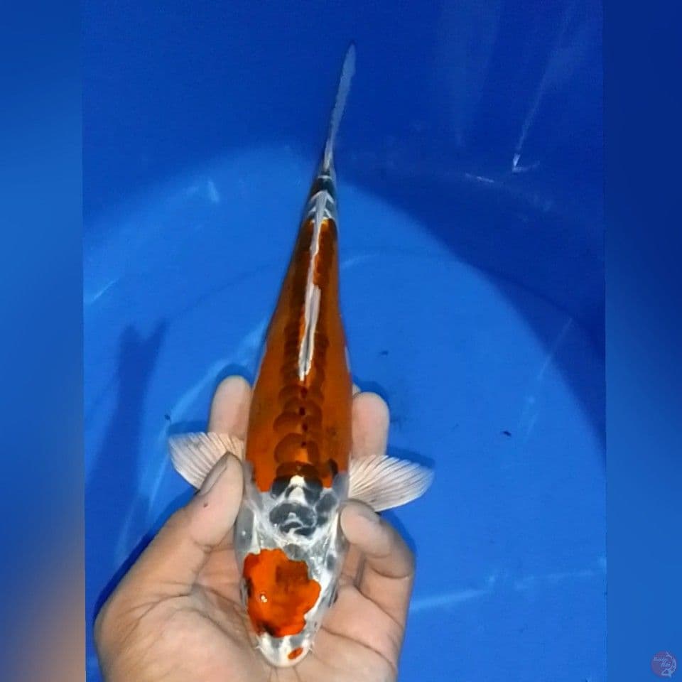 KIKO 24CM