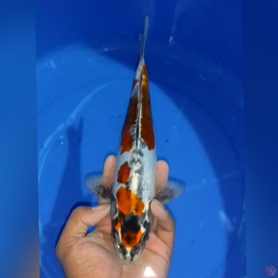 KIKOKURIYU 27CM