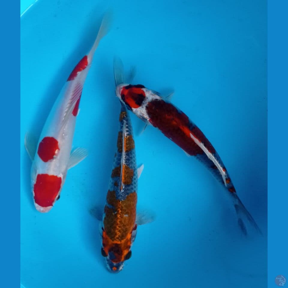 MIX 20,22CM
