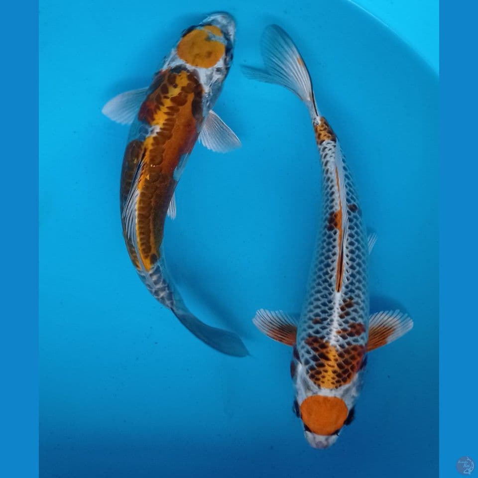 maruten kujaku+kiko 25cm