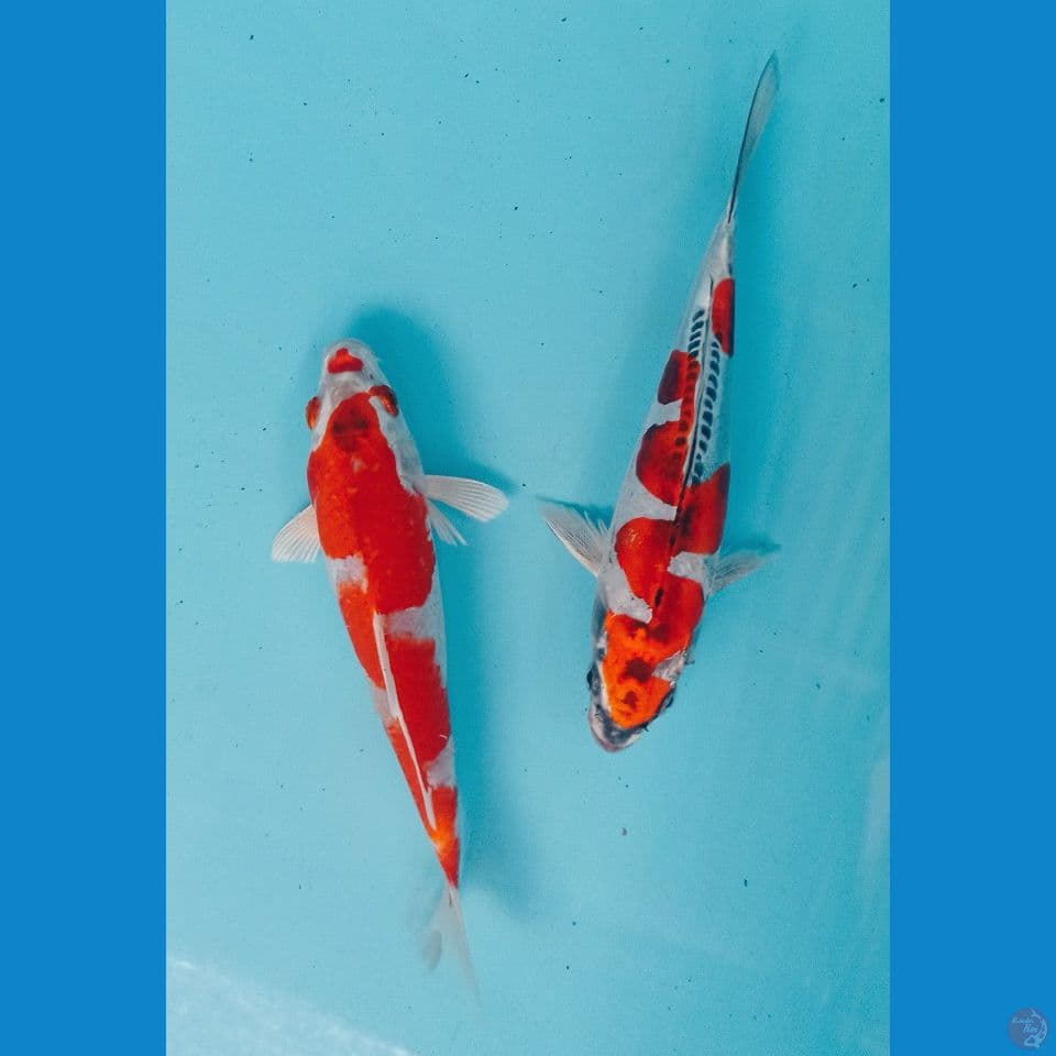 inazuma 20cm