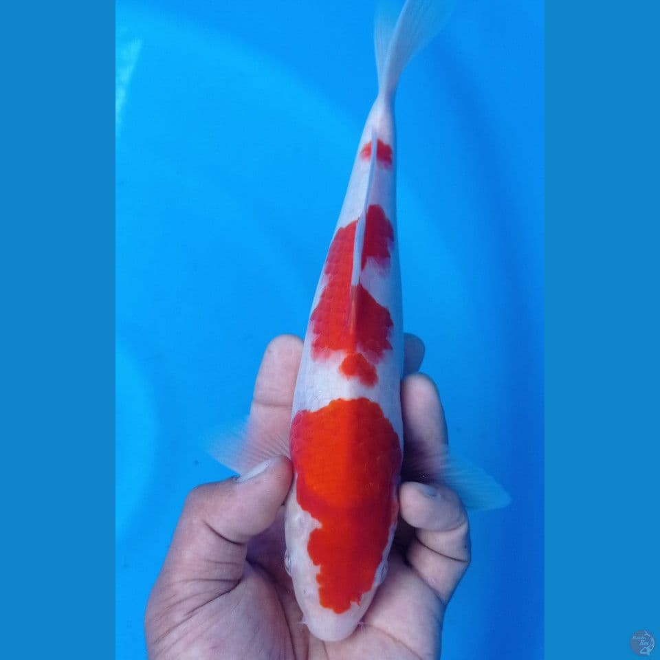 Kohaku 28cm