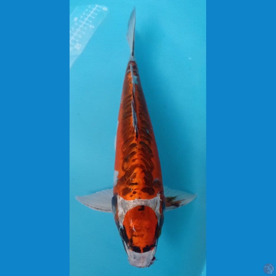 maruten kiko 40cm