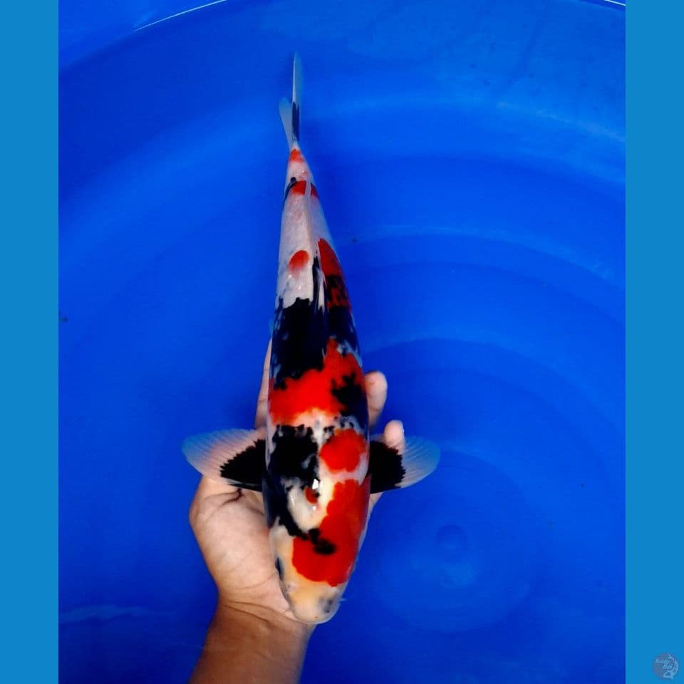 showa male 39cm
