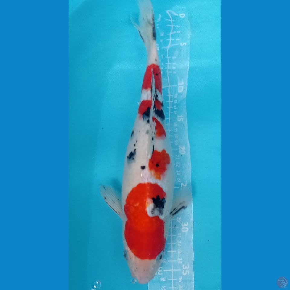 sanke 35cm