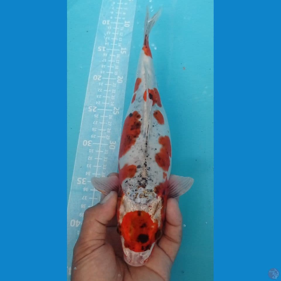 gorono doitsu 32cm