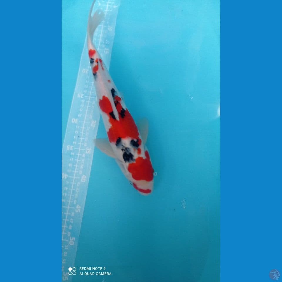 SANKE ORIGINAL 37CM
