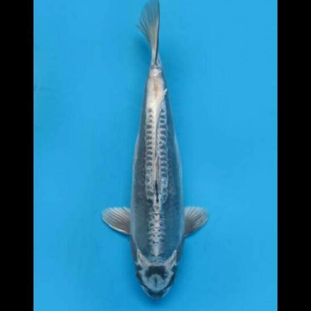 34cm Female - F1 Magoi
