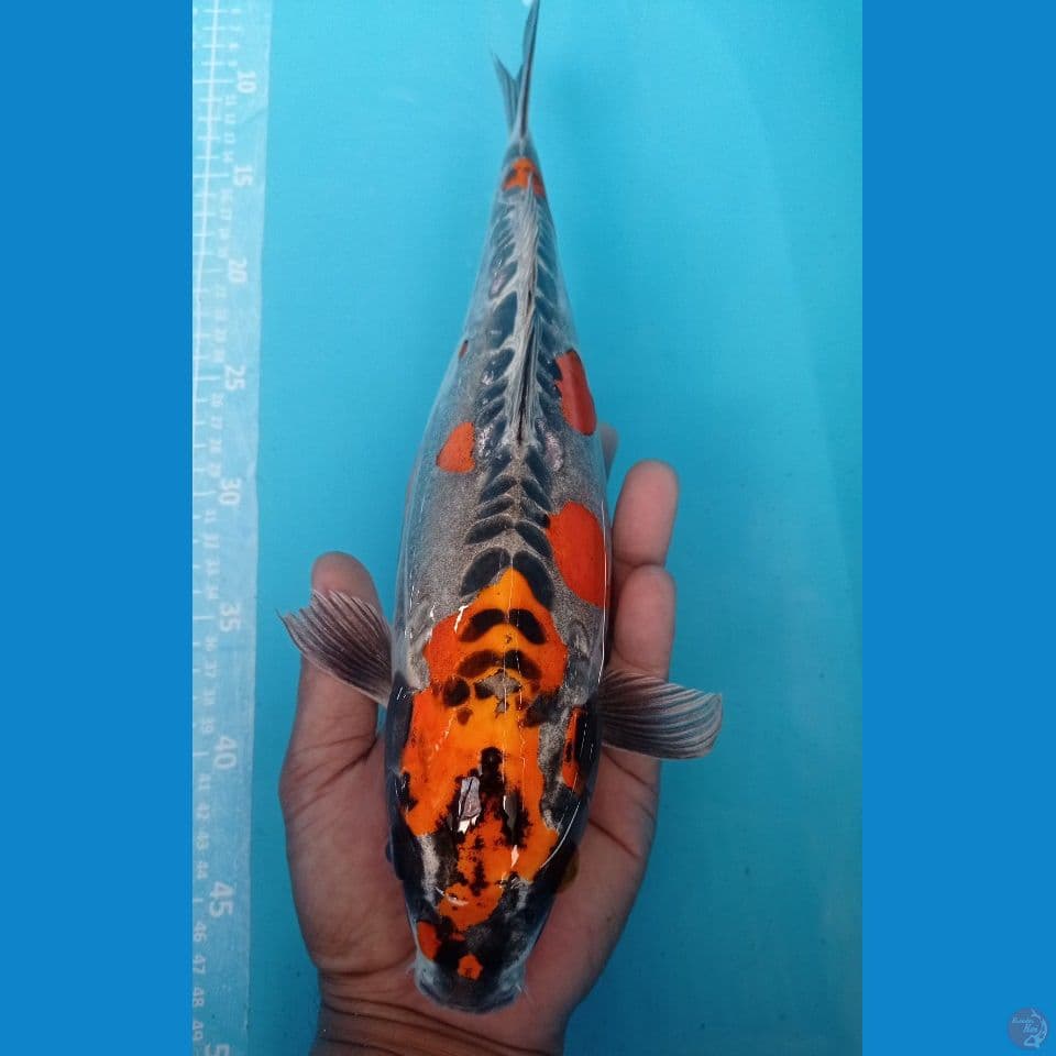 KIKO 36CM