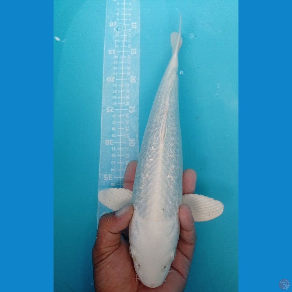 platinum ginrin 37cm