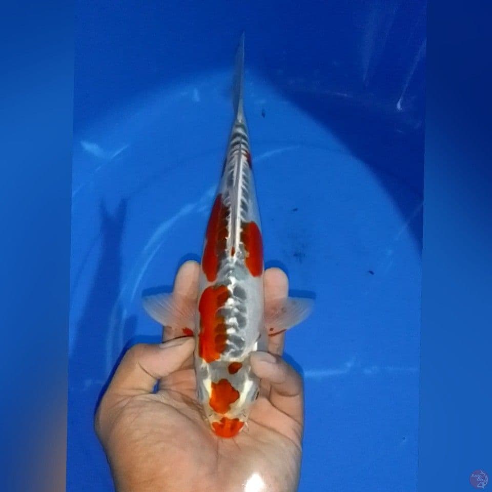KIKOKURIYU 25CM