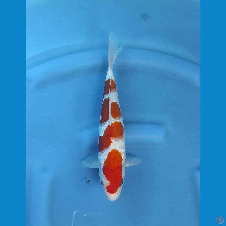 koromo gindrind 30cm..